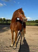 Te koop: veelbelovende 2-jarige Welsh-ruin James, Dieren en Toebehoren, Pony's, Gechipt, Ruin, 0 tot 2 jaar, C pony (1.27m tot 1.37m)