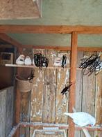 Te koop zebravinken, Dieren en Toebehoren, Vogels | Overige Vogels, Vrouwelijk, Tropenvogel