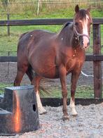Welsh b merrie met veulen, Dieren en Toebehoren, Pony's, A pony (tot 1.17m), Recreatiepony