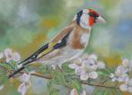 schilderij puttertje 304 GRATIS lijst - eigen werk vogel, Ophalen of Verzenden