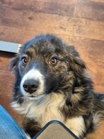 Een top plekje gezocht, Rabiës (hondsdolheid), 1 tot 2 jaar, Teef, Eén hond