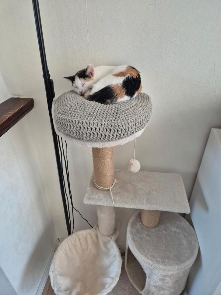 Kitty Kussen, Dieren en Toebehoren, Katten-accessoires, Ophalen of Verzenden