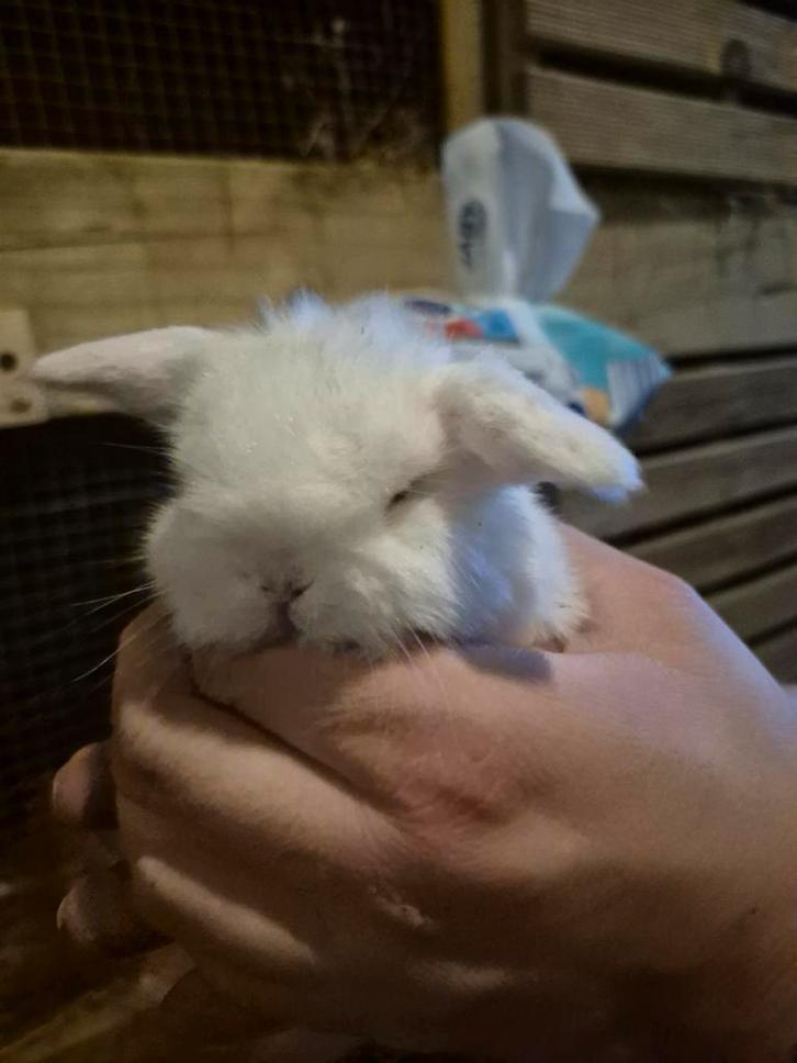 Minilop hangoor dwerg konijntjes 🐰🐰🐰, Dieren en Toebehoren, Konijnen, Dwerg, Vrouwelijk, Hangoor