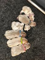 Franse bulldog pups, Dieren en Toebehoren, Parvo, 8 tot 15 weken, Bulldog, Meerdere