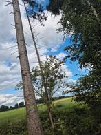 Zaaghout brandhout, Tuin en Terras, Haardhout, Minder dan 3 m³, Ophalen, Overige houtsoorten, Blokken