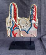 Anatomisch model decoratie vintage, Antiek en Kunst, Ophalen of Verzenden