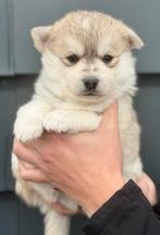 PUPS BESCHIKBAAR - POMSKYNEDERLAND, Parvo, Nederland, 8 tot 15 weken, Poolhond