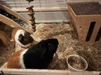 2 cavia beertjes, Cavia, Mannelijk, Mei, Tam