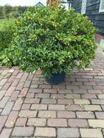 Crassula jadeplant geldplant 100cm mooie plant, Huis en Inrichting, Kamerplanten, Ophalen of Verzenden, Halfschaduw, Minder dan 100 cm