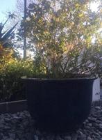 Grote zware geglazuurde XXL bloempotten bakken 60cm en 90cm, Tuin en Terras, Bloempotten, 40 cm of meer, Rond, Ophalen of Verzenden