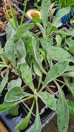 Roze Prikneus – stekken te koop, Tuin en Terras, Planten | Tuinplanten, Volle zon, Vaste plant, Zomer, Ophalen