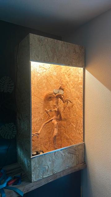 Osb Terrarium beschikbaar voor biedingen