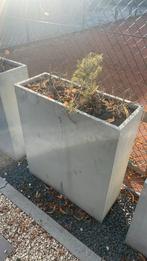 Plantenbakken gevuld 3 stuks a 40,- per stuk, Tuin en Terras, Ophalen, Minder dan 30 cm, Minder dan 60 cm, Beton