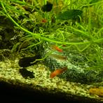 Jonge Platy., Dieren en Toebehoren, Vis