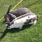 2 mooie lotharinger konijnen, Dieren en Toebehoren, Konijnen, Mannelijk, Groot, 0 tot 2 jaar