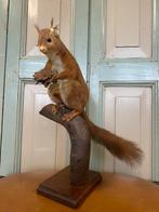 Opgezette eekhoorn- taxidermie, Verzamelen, Ophalen of Verzenden, Gebruikt, Wild dier, Opgezet dier