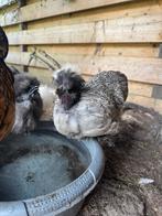 USA zijdehoender naakthals haan, Dieren en Toebehoren, Pluimvee