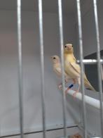 Raza/Mozaiëk., Dieren en Toebehoren, Vogels | Kanaries, Meerdere dieren, Kleurkanarie