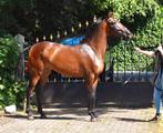 Andalusier grote maat merrie., Dieren en Toebehoren, Paarden, Merrie, Dressuurpaard, 3 tot 6 jaar, Gechipt