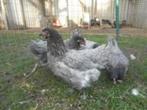Legkippen:Australorp-Sussex-Barnevelder-Araucana-NewHampshir, Vrouwelijk, Kip