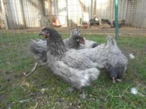 Legkippen:Australorp-Sussex-Barnevelder-Araucana-NewHampshir, Dieren en Toebehoren, Pluimvee, Kip, Vrouwelijk