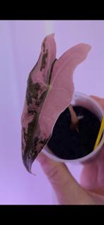 Alocasia Nobilis Pink variegata plantje uit corm, Ophalen of Verzenden, Halfschaduw, Minder dan 100 cm