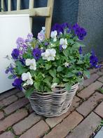 Zorgt voor een warm WELKOM bij voordeur: rotan MAND + VIOLEN, Eenjarig, Halfschaduw, Herfst, Ophalen