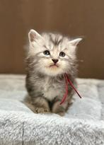 Maine Coon kittens met stamboom en garantiecontract, Dieren en Toebehoren, Meerdere dieren, Gechipt, 0 tot 2 jaar