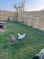 Tamme kippen te koop – Sussex en Wyandotte, Vrouwelijk, Kip