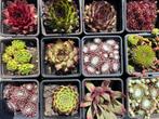 sempervivum huislook Rotsplanten, Ophalen, Bodembedekkers, Volle zon, Vaste plant