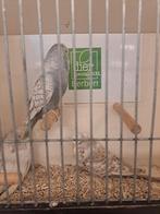 Meerdere Engelse parkieten, Dieren en Toebehoren, Vogels | Parkieten en Papegaaien, Meerdere dieren, Parkiet