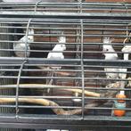 3 overjarige valkparkiet, Dieren en Toebehoren, Vogels | Parkieten en Papegaaien, Meerdere dieren, Parkiet