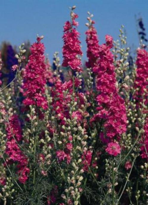 Zaden Delphinium consolida Carmine King, Tuin en Terras, Bloembollen en Zaden, Zaad, Voorjaar, Volle zon, Verzenden