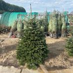 Nordmann kerstboom met kluit, kerstbomen in pot, Ophalen of Verzenden, In pot