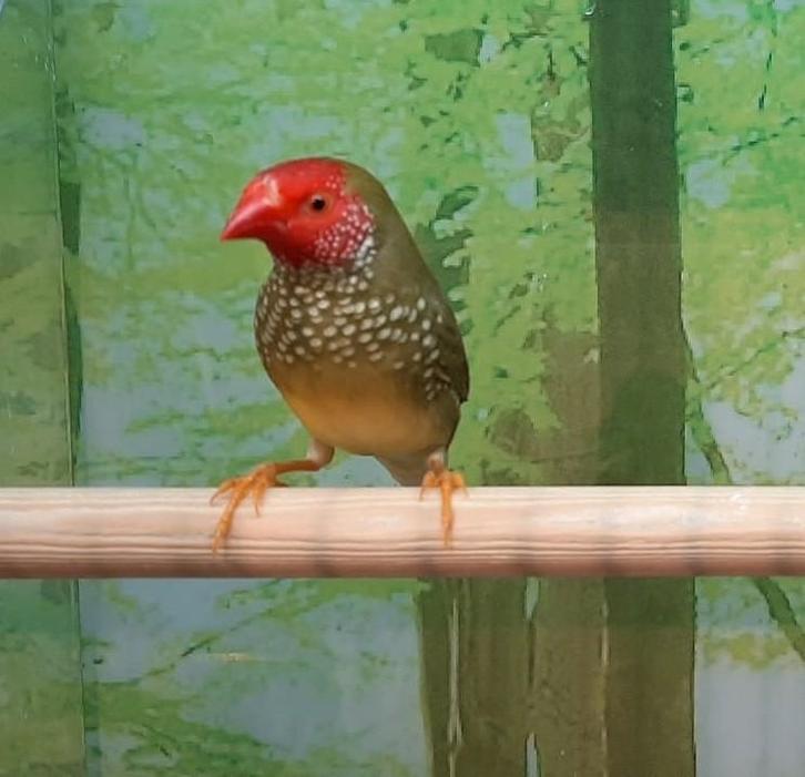 Binzenastride man., Dieren en Toebehoren, Vogels | Overige Vogels, Mannelijk