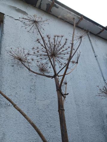 Gedroogde reuzen berenklauw scherm bloem 2m hoog zeker 1m br beschikbaar voor biedingen
