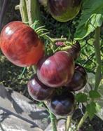 Persuasion - Tomaat zaden, Tuin en Terras, Bloembollen en Zaden, Verzenden, Volle zon, Zaad