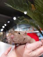 Super lieve tamme jonge Ratjes., Meerdere dieren, Rat, Na 1 juli 2024, Tam