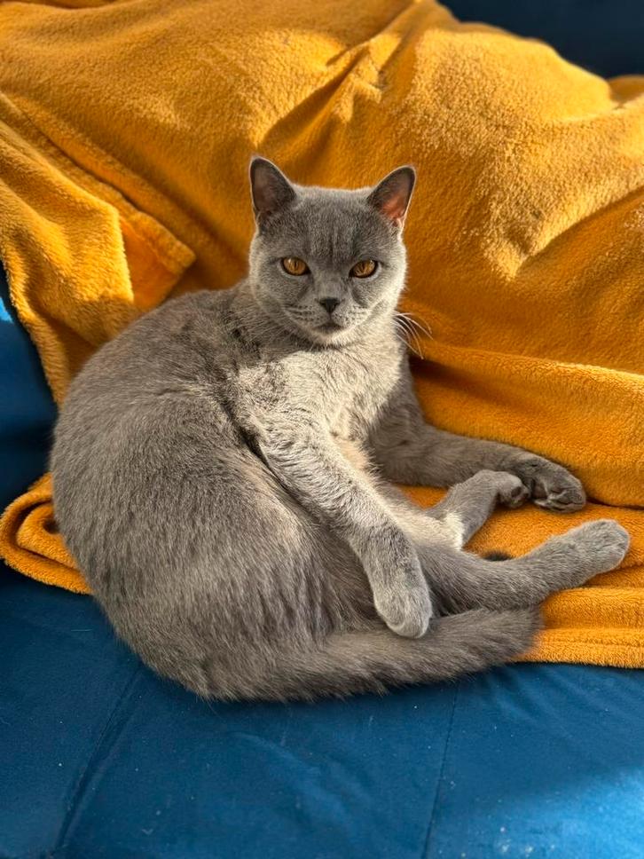 Britsekorthaar 3 jaar poes, Dieren en Toebehoren, Katten en Kittens | Raskatten | Korthaar, Poes, Gechipt