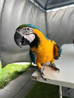 Blauwe ara, Dieren en Toebehoren, Vogels | Parkieten en Papegaaien, Vrouwelijk, Papegaai, Tam