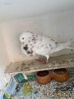 Kropper/Doffer, Dieren en Toebehoren, Vogels | Duiven, Mannelijk, Kropper