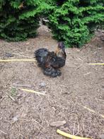 Jonge Zijdenhoen haan., Dieren en Toebehoren, Mannelijk, Kip