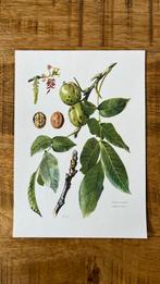 Walnoot boom botanische prent, Antiek en Kunst, Kunst | Etsen en Gravures, Ophalen of Verzenden