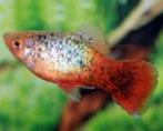 Platy Coral sunset calico XL - Koidream Valburg