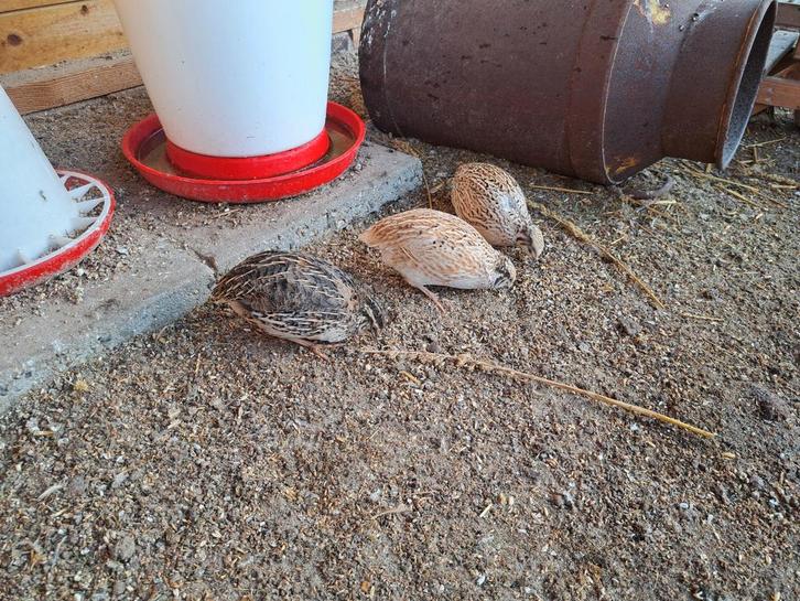 Japanse kwartels, Dieren en Toebehoren, Pluimvee, Overige soorten, Meerdere dieren