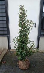 Portugese laurier 125 cm hoog !! LAATSTE STUKS !! €14,50, Ophalen of Verzenden, Laurier, Haag, 100 tot 250 cm