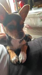 Chihuahua teefje 6 maanden België, Dieren en Toebehoren, Honden | Chihuahua's en Gezelschapshonden, België, Particulier, Rabiës (hondsdolheid)