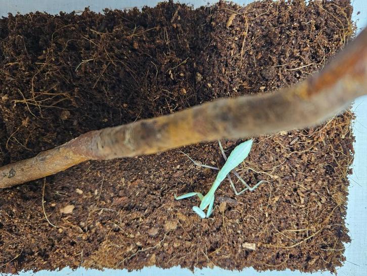 Hierodula Membranacea Grote aziatische bidsprinkhaan, Dieren en Toebehoren, Insecten en Spinnen, Overige soorten