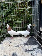 2 Iraanse Toghi duivinnen, Dieren en Toebehoren, Meerdere dieren