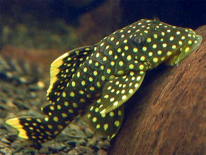 L-Nummers: L018 Baryancistrus xanthellus, Dieren en Toebehoren, Vissen | Aquariumvissen, Zoetwatervis, Vis